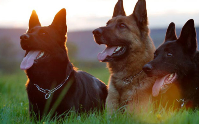 Conheça os erros mais comuns na criação dos cães