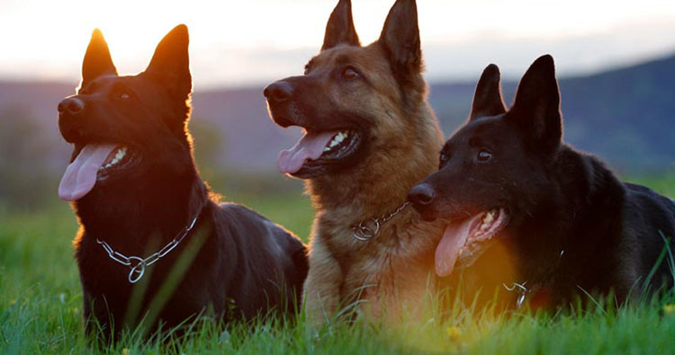 Conheça os erros mais comuns na criação dos cães