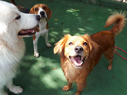 Creche para Cães