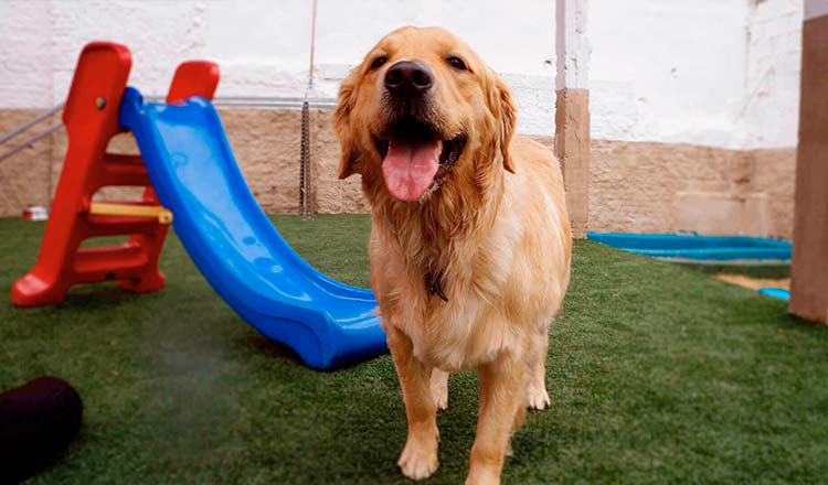 Creche para cães