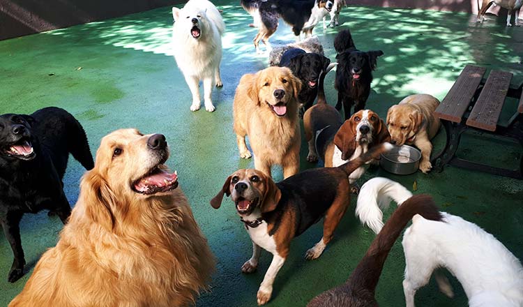 Creche para cães