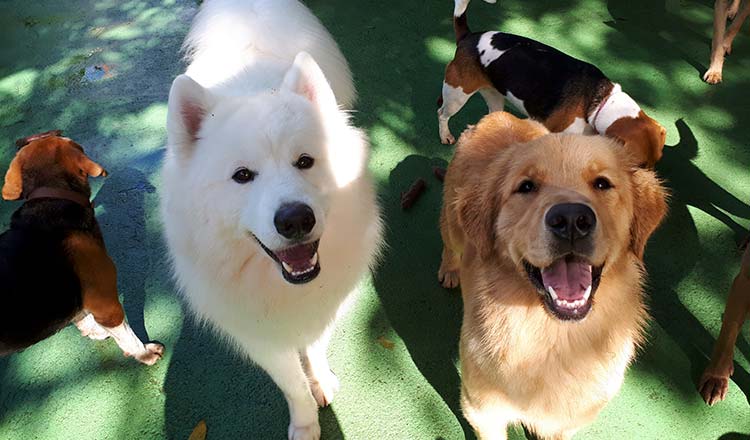 Creche para cães