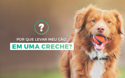 Por que levar meu cachorro em uma creche?