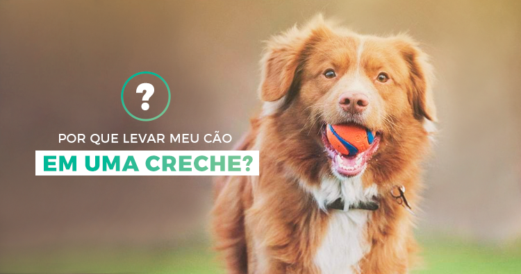 Por que levar meu cachorro em uma creche?